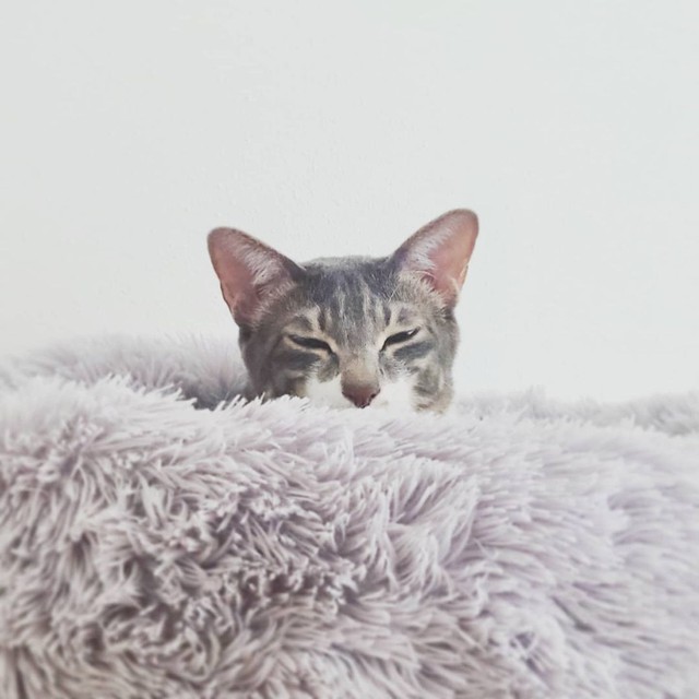 寝起きの竹ぽん