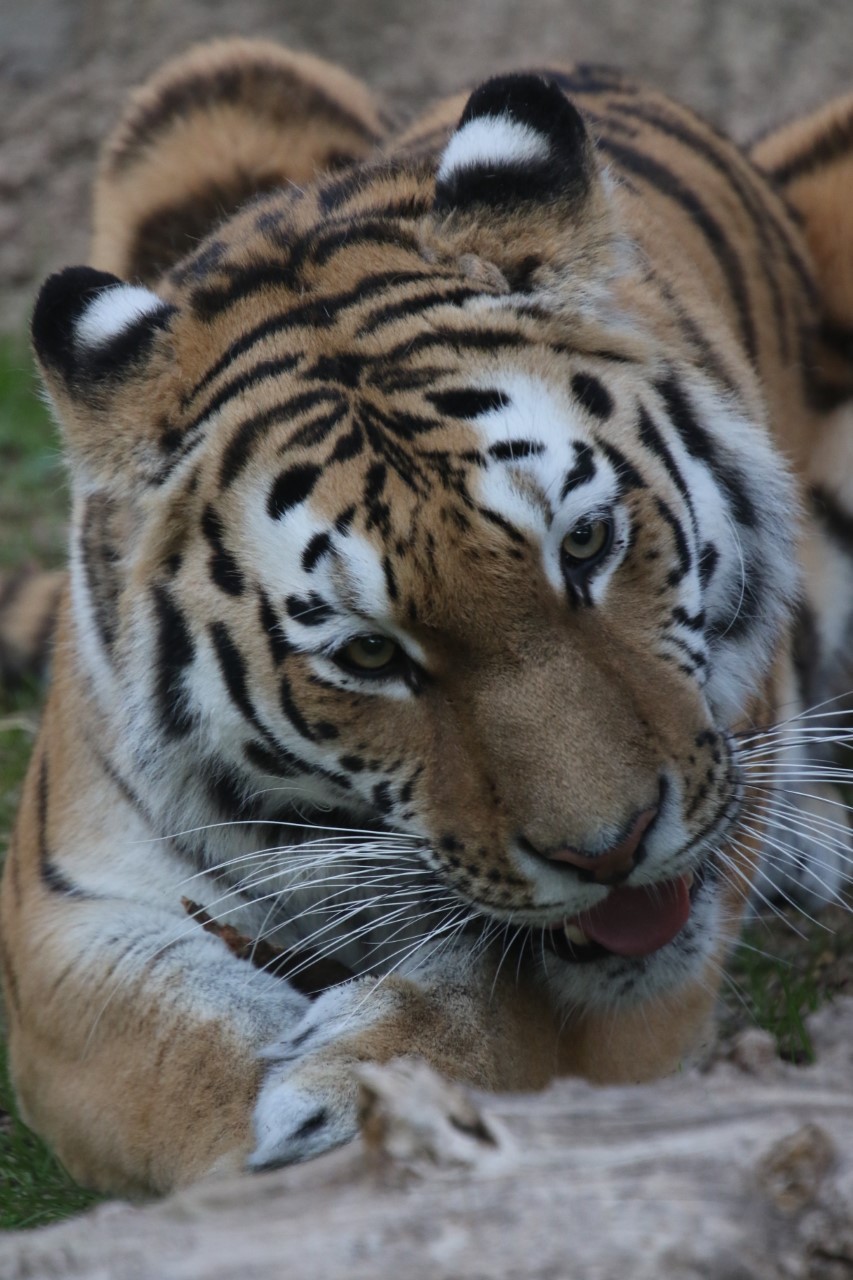 張り紙 アムールトラは出入りの練習中 ってどういうこと 表に出られないのはお隣のメスライオンが原因 まいどなニュース