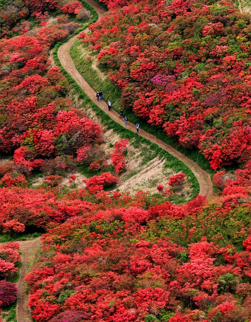 大阪奈良交界处美景 葛城山杜鹃花丛红似火(影片)