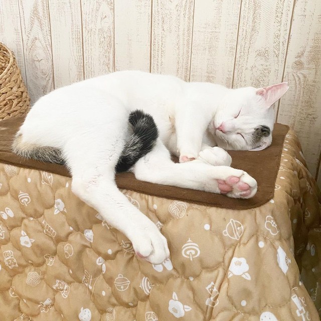 里親を探すため沖縄・宮古島から空路大阪にやってきた3匹の子猫 2匹の 