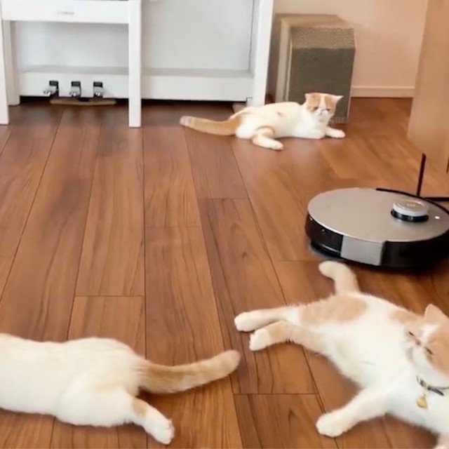 猫に囲まれて詰んでたw カメラ付きロボット掃除機 ロボ目線の映像に同情の声 お掃除ロボ ピンチ あのー 道を開け まいどなニュース
