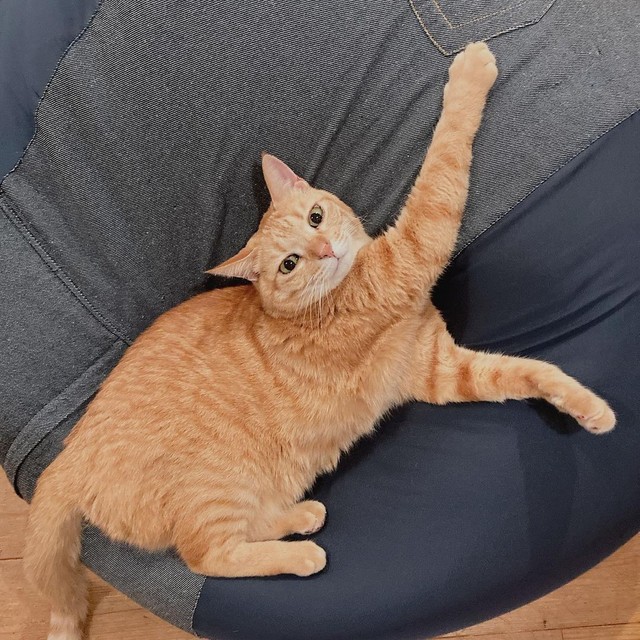 猫じゃらしで遊んでくれた少年の後をずっと付いてきた小さな子猫 思春期で不安定なときも いつもそばに まいどなニュース