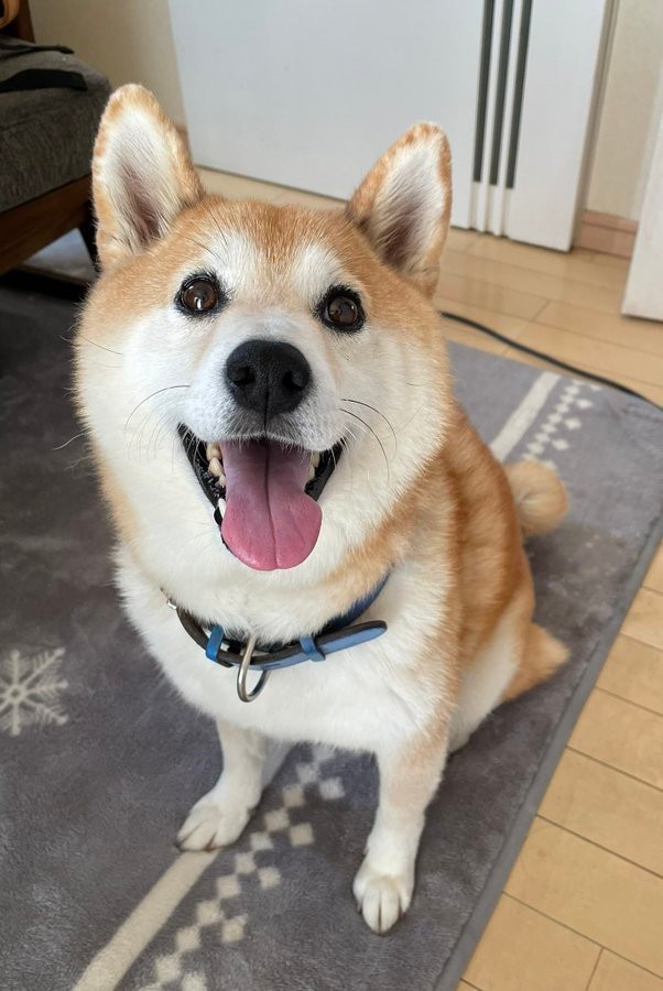 漫画 犬版 自分を表す八か条 に共感殺到 センスは飼い主に出る センスなくてマジごめんやで まいどなニュース