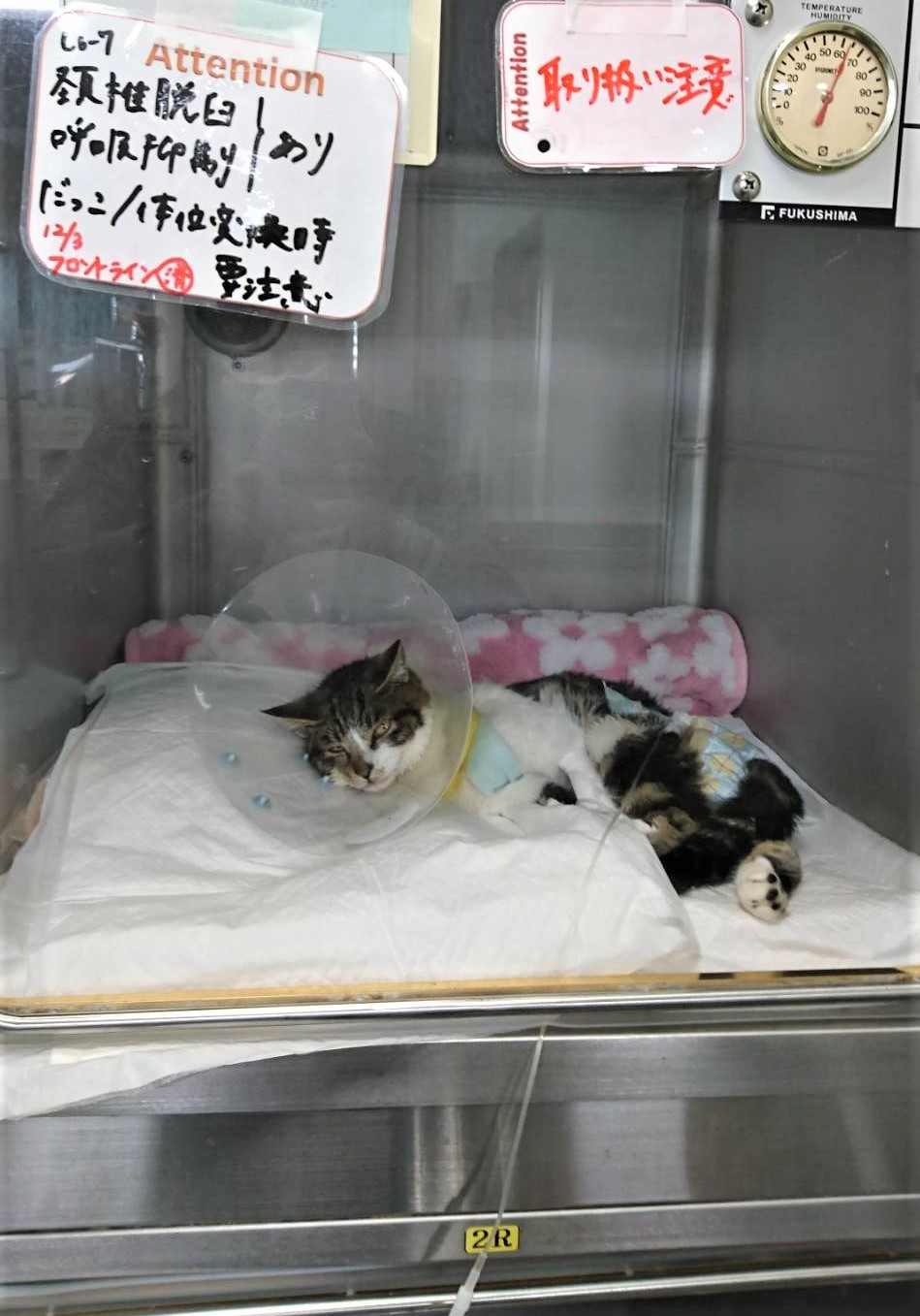 2階から飛び降り 即死 状態といわれた子猫 6時間の手術を経て奇跡の生還 保護ボランティアの家族に まいどなニュース