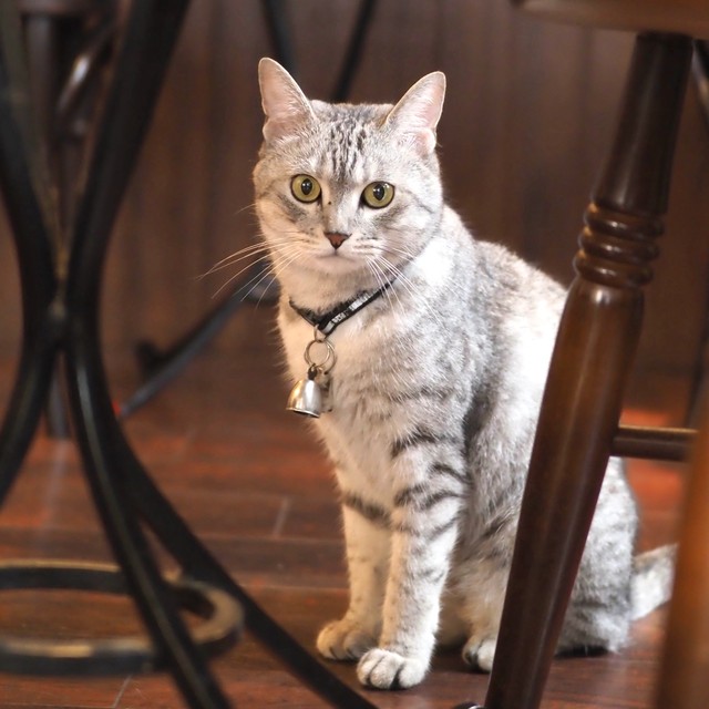 愛猫が失踪して３週間 タロット占いや不思議な出会いに導かれ 奇跡の再会を果たす まいどなニュース