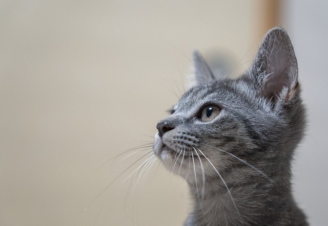 子猫ネイミーに再発した脚の震え それでも家族に迎えたい とトライアルを申し出てくれた夫婦 幸せな猫生を送って まいどなニュース