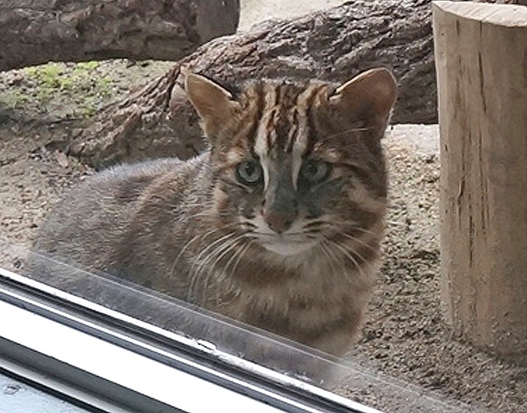 2月22日 猫の日だから知ってほしい ツシマヤマネコ のこと 国境の島 対馬だけに生きる絶滅危惧種 まいどなニュース