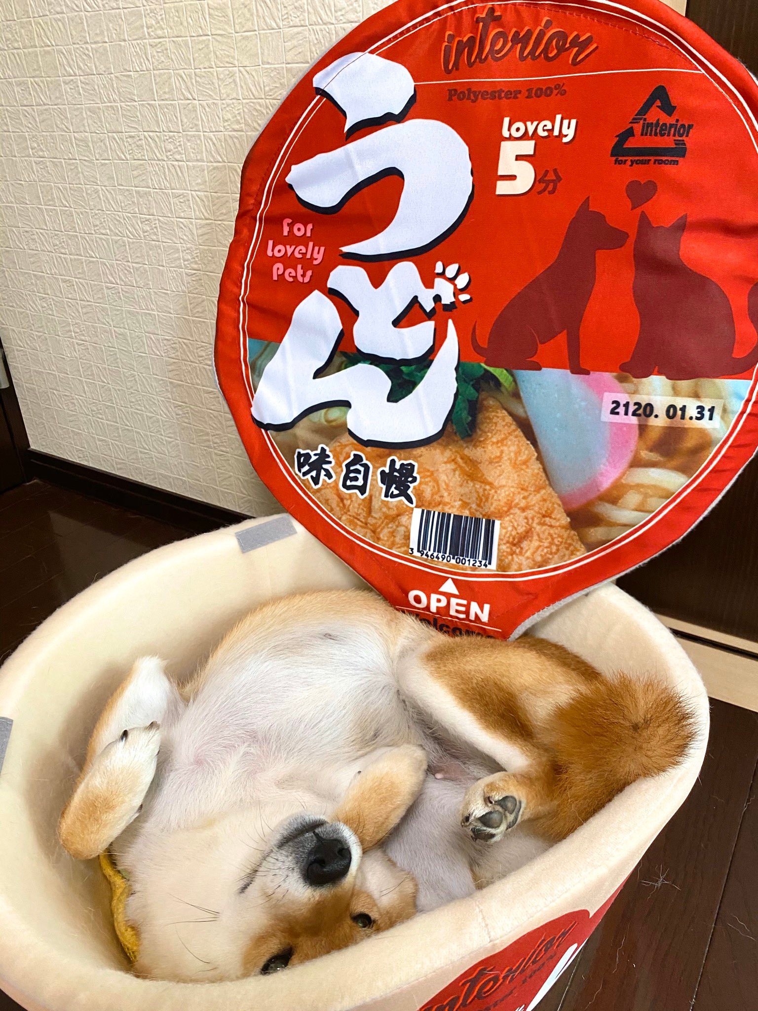 コレが本当の きつねうどん おあげじゃないの 柴犬です 斜め上行くベッドでくつろぐ姿が話題 まいどなニュース