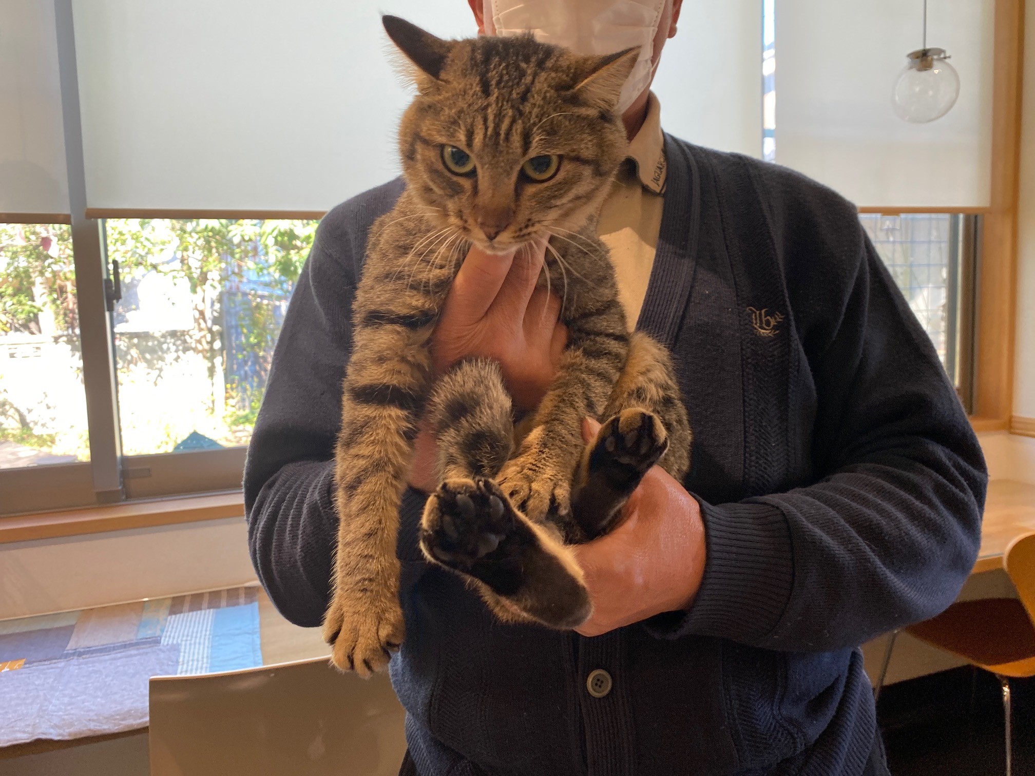 あなたはどこの子 人懐っこいキジトラの迷子猫 唯一の手がかりは避妊手術時のサージカルワイヤー まいどなニュース
