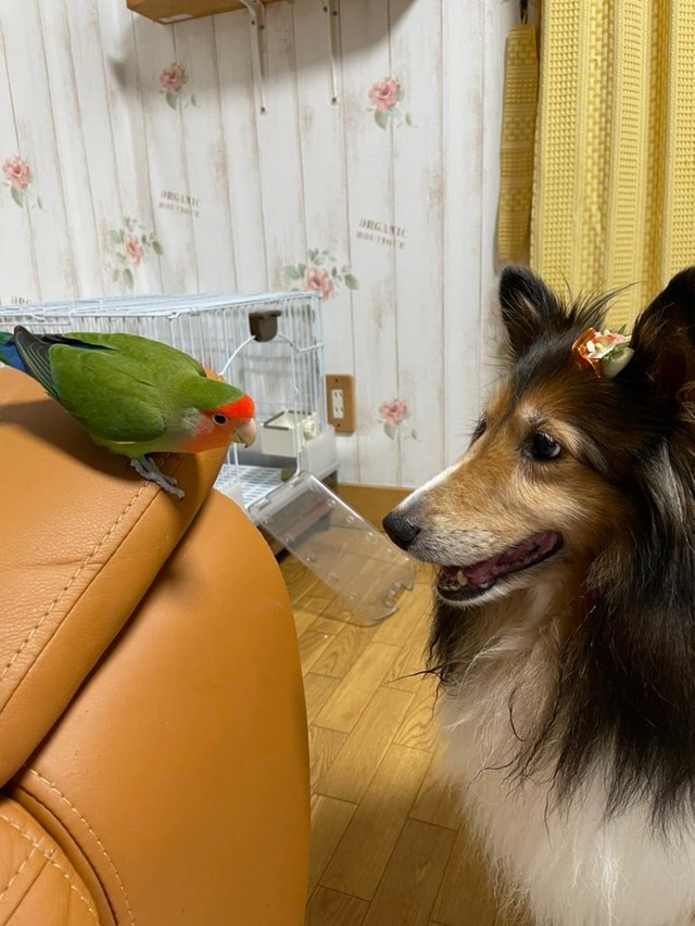 ネコバスならぬイヌバス 2羽のインコを乗せて歩く犬さんに癒される人続出 優しい世界 ほのぼの まいどなニュース