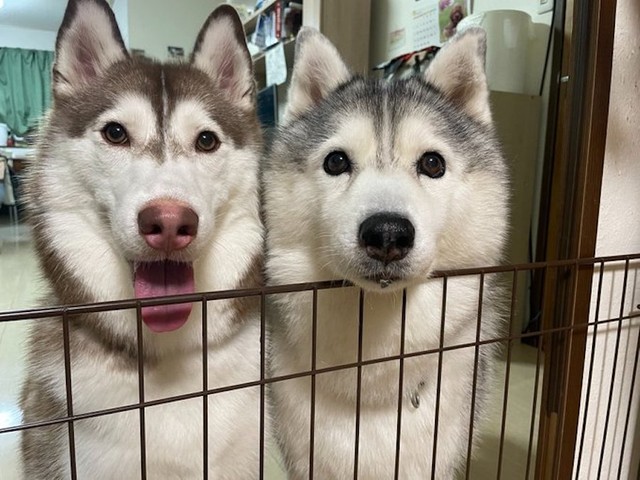 犯犬はこいつだよ 怒られる 穴掘りがバレて固まる犬の表情に爆笑 スゴい緊迫感 まいどなニュース 犯犬はこいつだよ 怒られる 穴掘りがバレて固まる犬の表情に爆笑 スゴい緊迫感 まいどなニュース