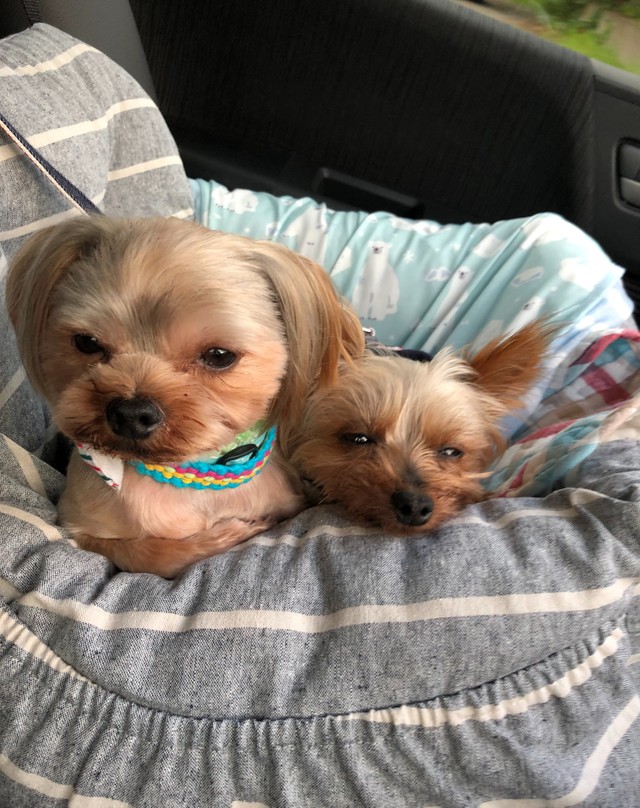 星丸君も先住犬のるみちゃんもドライブが大好き