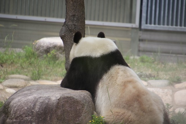 返還迫る神戸のパンダ 入園倍率は最大3倍 狙い目は 観覧時間は実質わずか3分 それでも会いたい まいどなニュース