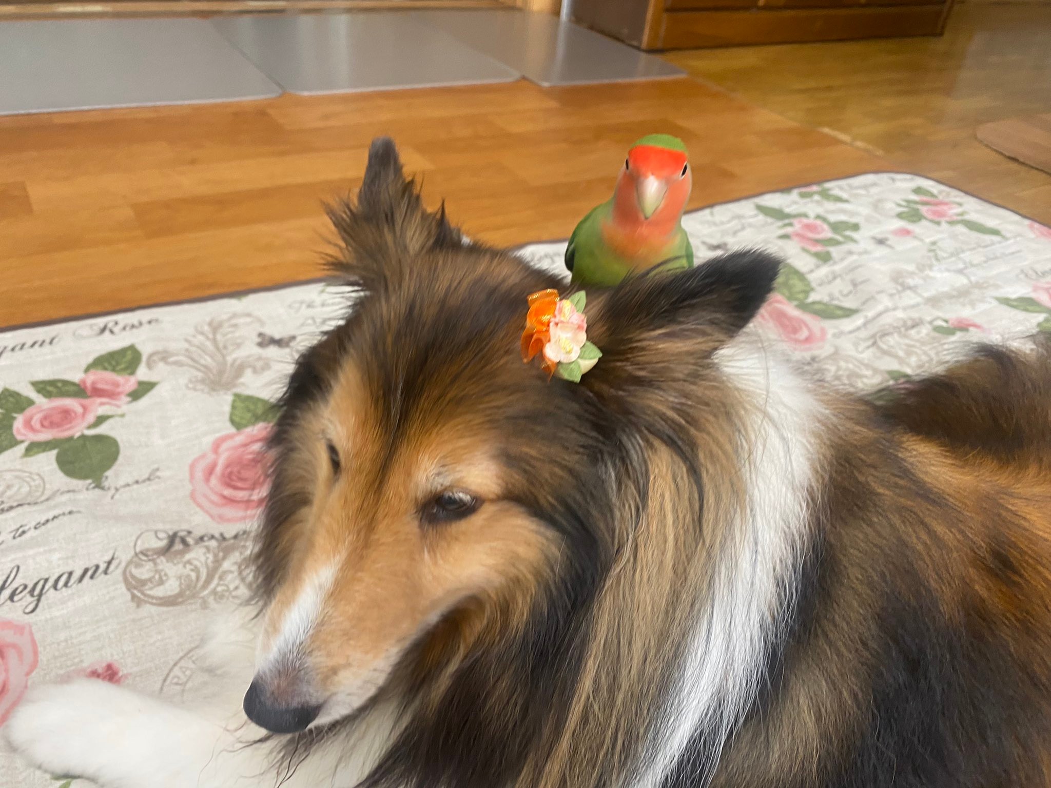 ネコバスならぬイヌバス 2羽のインコを乗せて歩く犬さんに癒される人続出 優しい世界 ほのぼの まいどなニュース