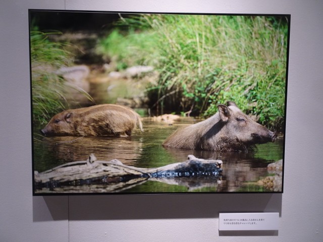 伊之助もビックリ イノシシの生態 祖母と母が同時出産 教育 食事 ウリ坊の過酷な現実 まいどなニュース