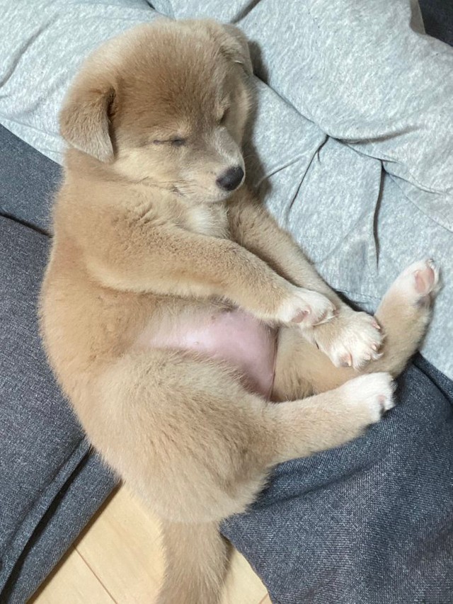しんどい時は 子犬のぽんぽこりんお腹 を見て落ち着いて 絶大効果に反響 平和な気持ちに 癒やされた まいどなニュース