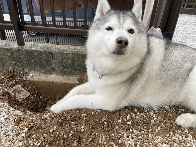 犯犬はこいつだよ 怒られる 穴掘りがバレて固まる犬の表情に爆笑 スゴい緊迫感 まいどなニュース