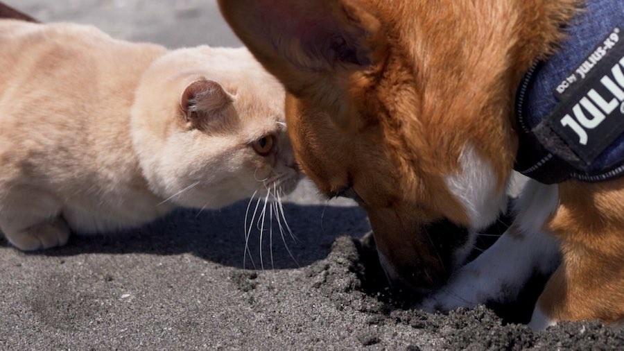 犬がアザラシに 海に帰っていきそうな姿 実は絶望していた いかないで とネット爆笑 まいどなニュース