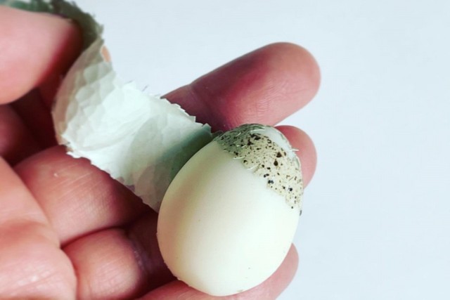 卵の殻がツピーッとリボン状に ダイソーの便利アイテムで気持ちいいほどきれいにむけた まいどなニュース