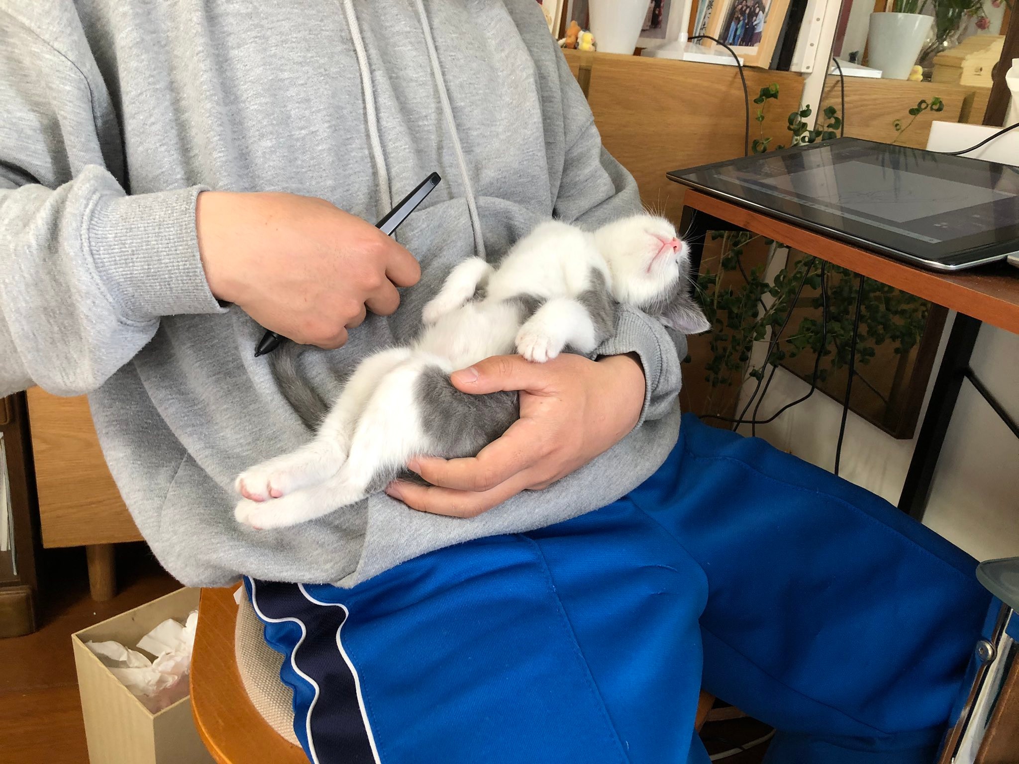仕事にいきたくない 愛くるしい寝姿に思わずつぶやいた飼い主に共感の渦 俺も行かない 在宅ワーク決定 まいどなニュース
