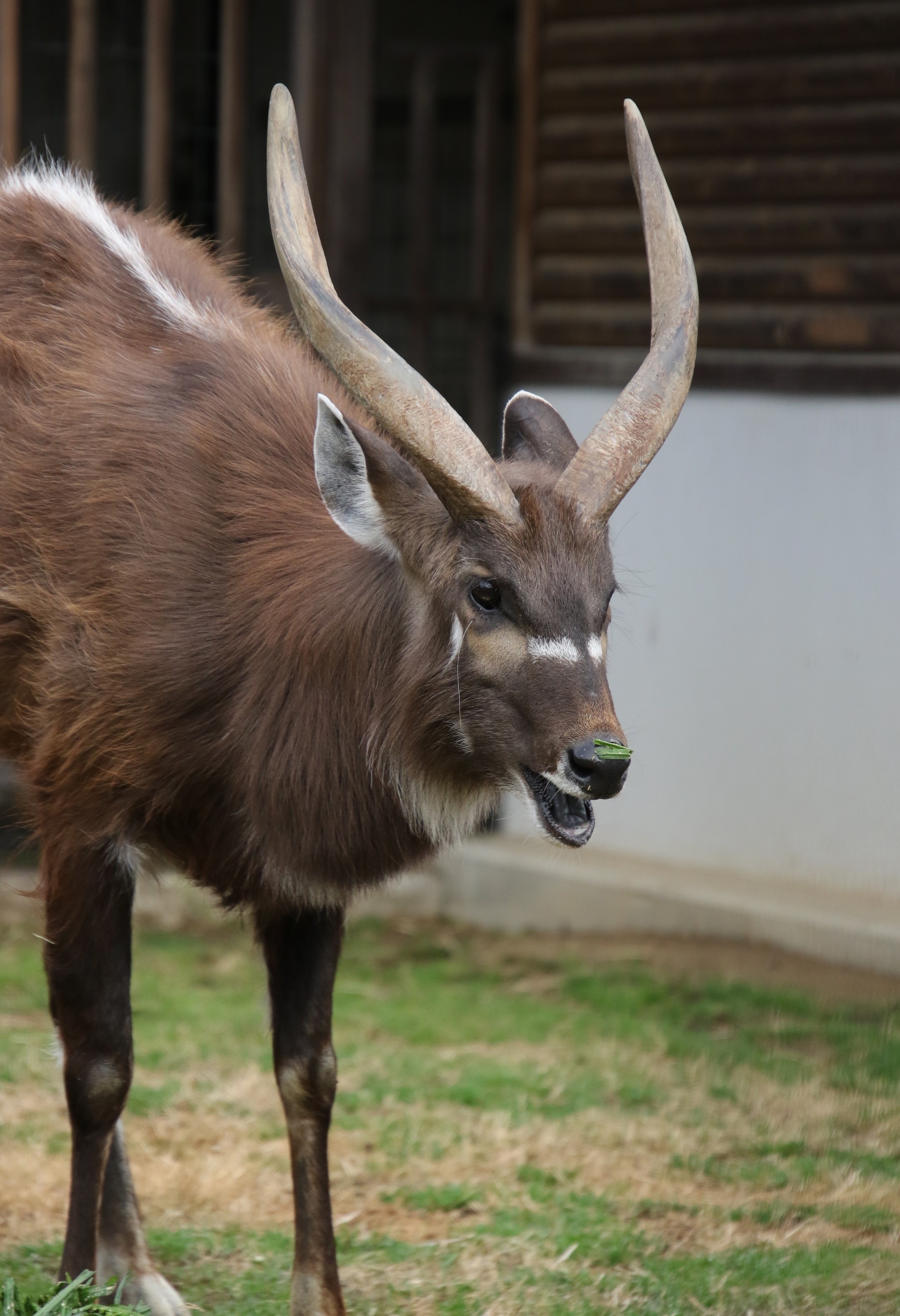 マンモスなんていないから カピバラは近所の川で泳いでないから 動物園の間違い あるある 15連発 A まいどなニュース