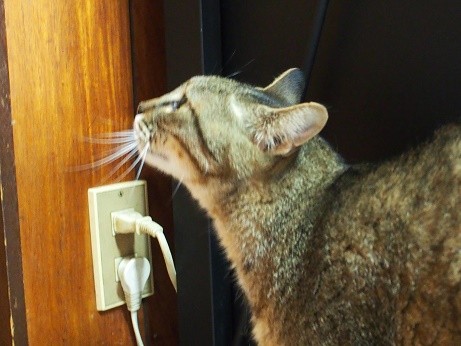 通い猫 が産んだ子猫 完全室内飼いにしたほうが と飼い主葛藤も 家の中と外を自由に出入り まいどなニュース