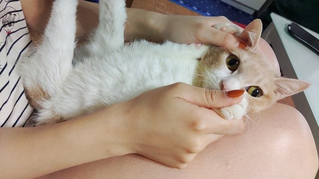 今年も年越しできそうですね 獣医師の言葉励みに 難病ガングリオシドーシスの猫に愛情注ぐ飼い主一家 まいどなニュース