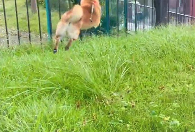 草むらをピョンピョン跳ねる柴犬 勢いあまって激突 ありゃ 大丈夫 うさ柴 ジャンプ力すごい まいどなニュース