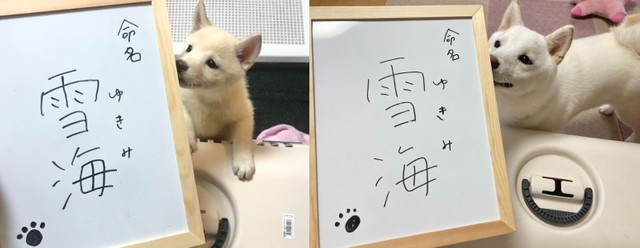 急に振り返ってウインクされたら 惚れてまうやろー たまらんですよ 柴犬さんのお顔にメロメロ まいどなニュース
