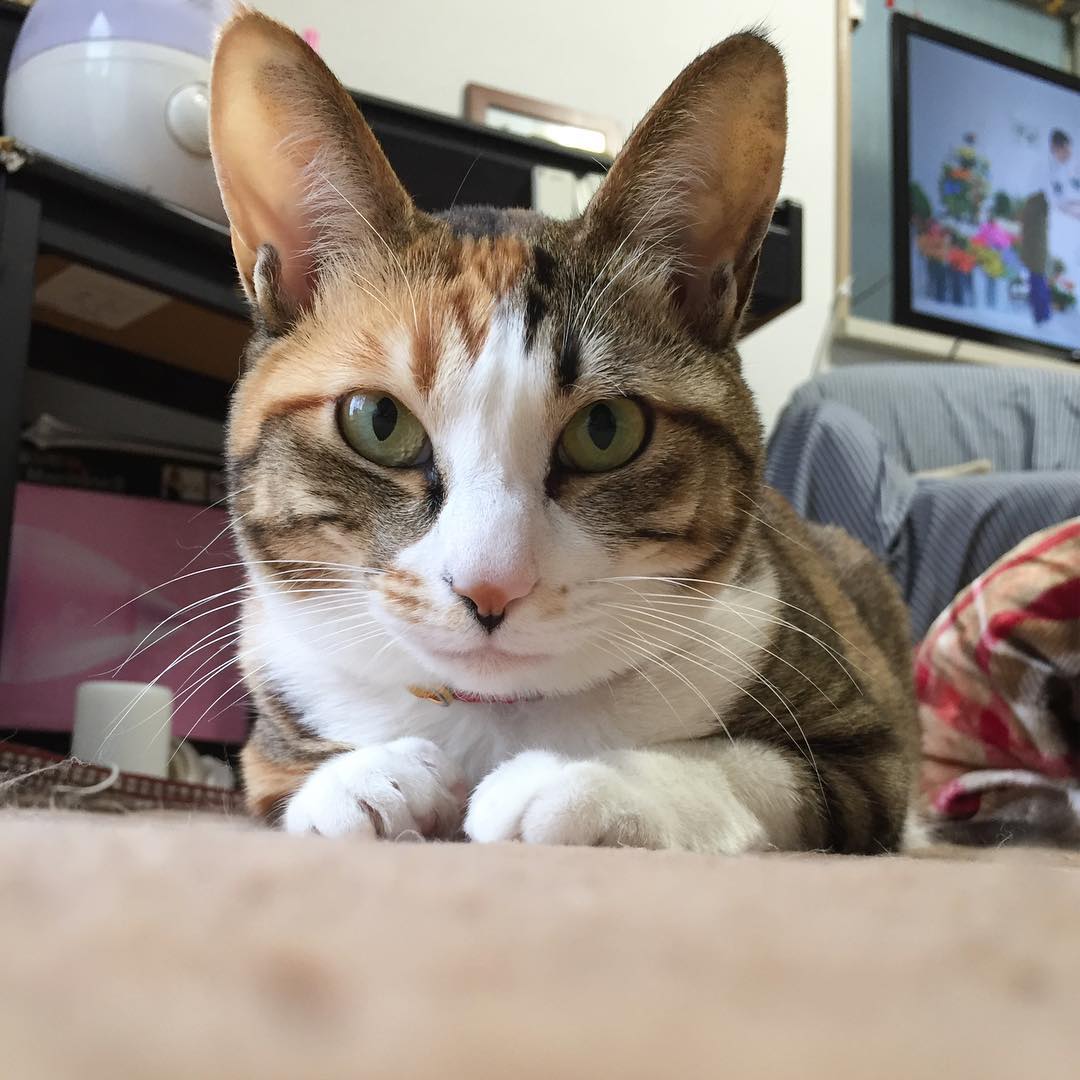 野良猫だったやんちゃな子猫、初対面で『なぜて』と仰向けに｜まいどな 