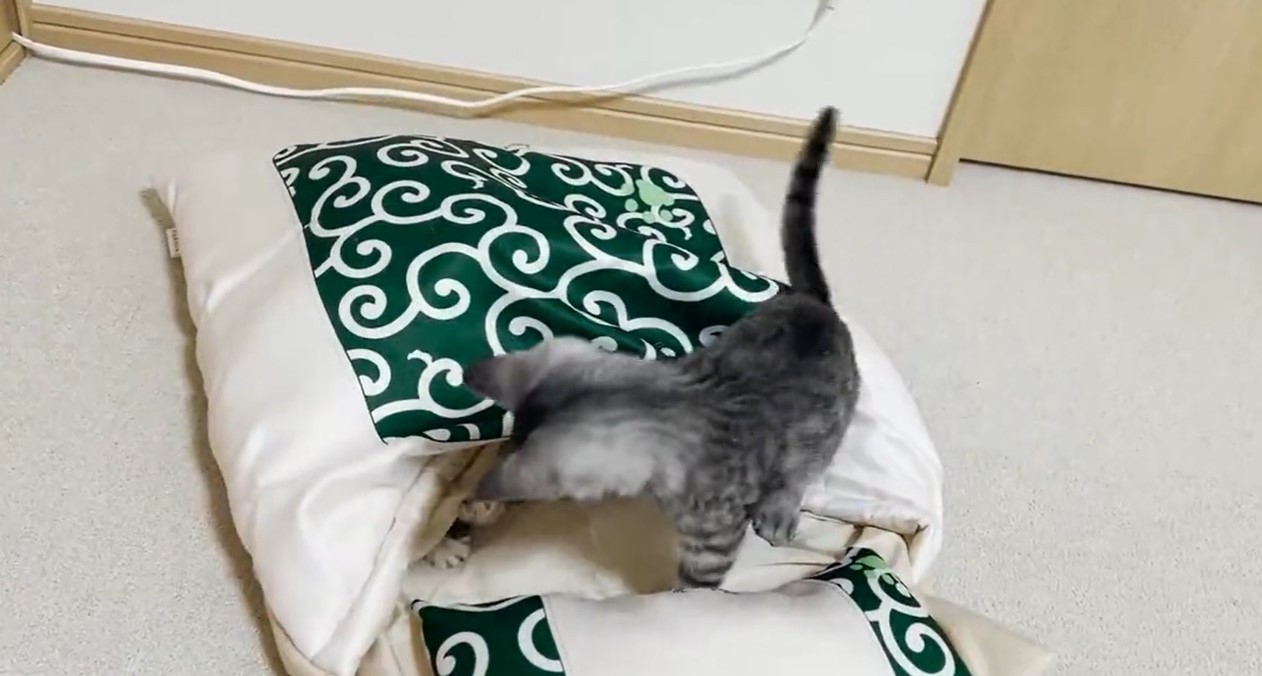 子猫にお布団を買ったら 大はしゃぎ 興奮して遊ぶ2匹の姿はまるで 修学旅行だね まいどなニュース