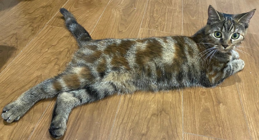 めっちゃ恐怖映像 留守中の猫をペットカメラで確認したら その横に恐ろしい現実が これは絶望感やばい まいどなニュース