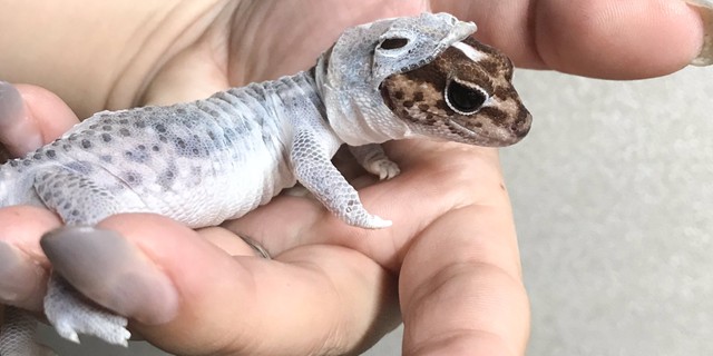 かわいすぎて 私 辛い 全身タイツ 着ぐるみ 脱皮途中のヤモリさんが悶絶必至のかわいさ まいどなニュース