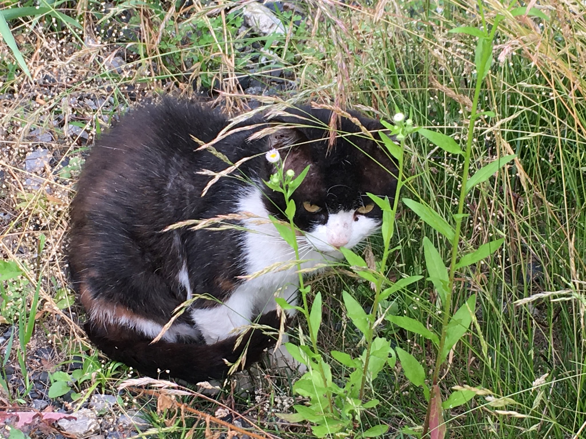 クロクロがいた夏 自宅の門の前で私を待ち伏せしていた猫 いつしか特別な存在に まいどなニュース