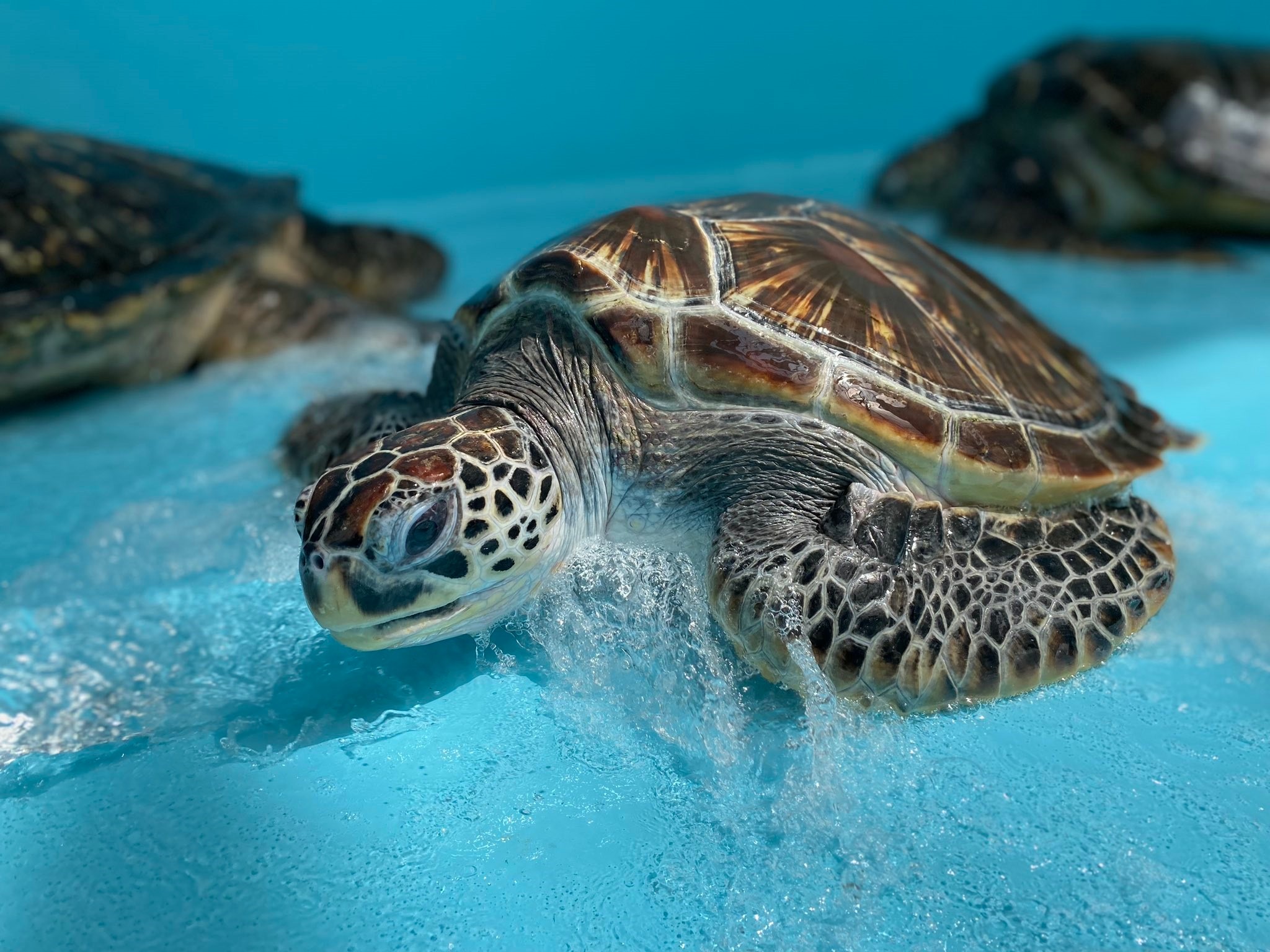 水槽を掃除していたら いつものゴシゴシ よろしく とウミガメさんが続々 750万回再生の激カワ動画 めっちゃ甘えてる まいどなニュース