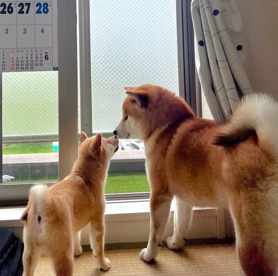 柴犬2匹が仲良く 拒否柴 する動画に爆笑 初めての道で 春のお散歩拒否祭り 姿に きっとこれも兄柴の真似 まいどなニュース