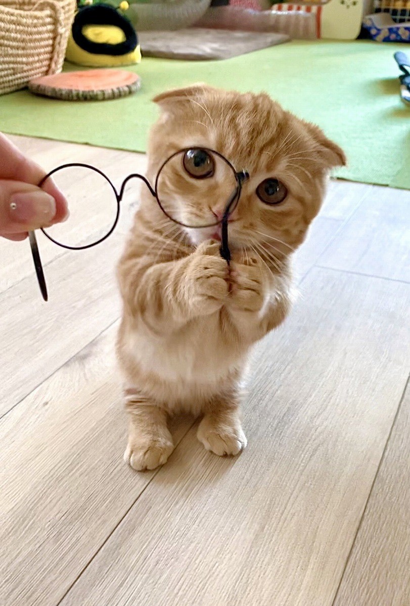 眼鏡を拾ってくれたの 猫さん あざと可愛すぎ 小首をかしげ 両前足でそっと差し出す姿が話題に まいどなニュース 眼鏡を拾ってくれたの 猫さん あざと可愛すぎ 小首をかしげ 両前足でそっと差し出す姿が話題に まいどなニュース