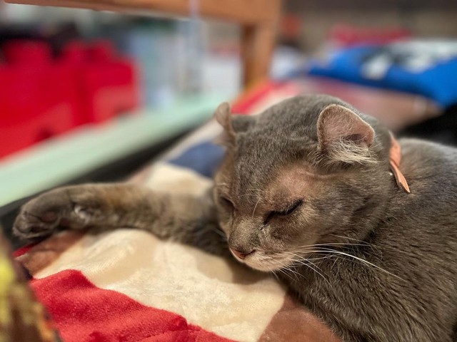 劣悪な環境のペットショップで出会った成猫 「売り物ではない」という 