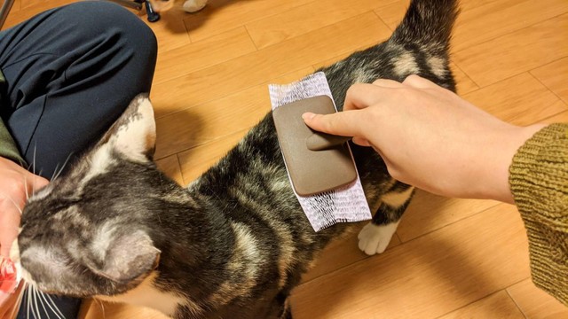 猫の毛がゴッソリ!?ダイソーグッズでブラッシングを超お手軽にできる