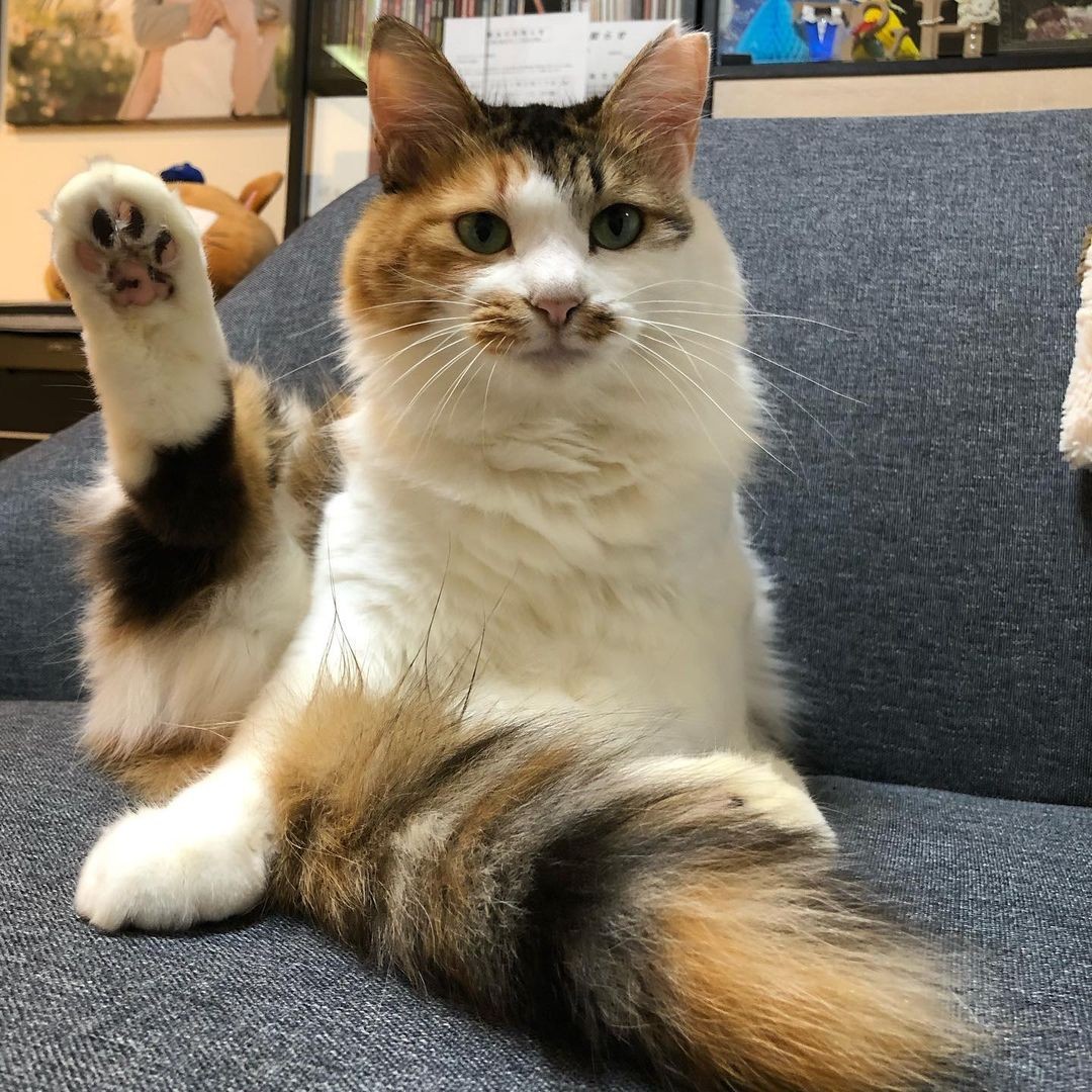 鈴のような美声で鳴いていたので 敬意を込めて名前は 美鈴さん に 成猫と少しずつ距離を縮める日々 まいどなニュース