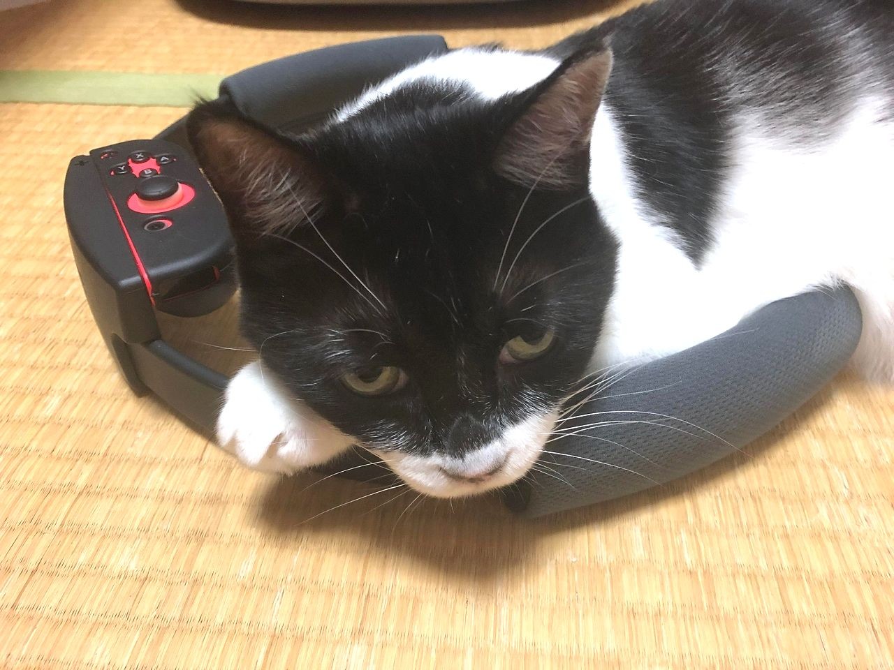 衰弱して声も枯れた子猫 出会いはミクシィの掲示板 自分から寄ってきたね 愛情注がれ今13歳 まいどなニュース