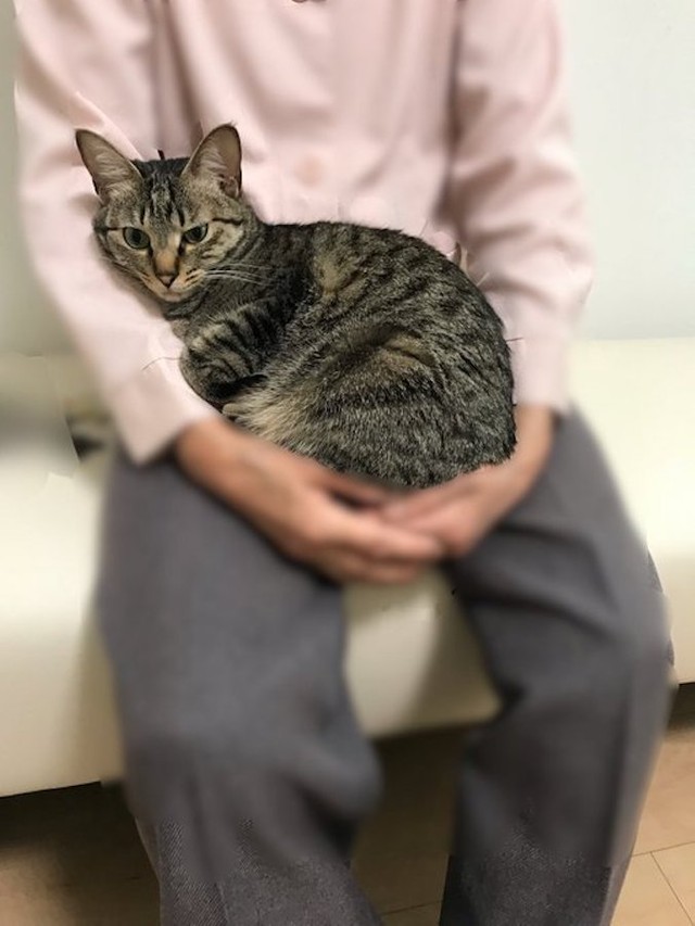 猫が勝手に膝に乗ってくる 天国ですか 身体も心も癒される 整体院の猫さん動画が話題に まいどなニュース