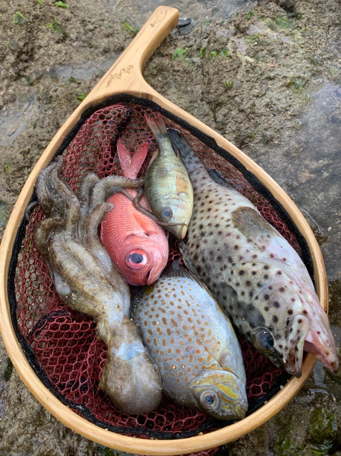 寒すぎて魚が仮死状態に 寒波に襲われた沖縄の海の光景が話題 実は地元ではあるあるらしい まいどなニュース