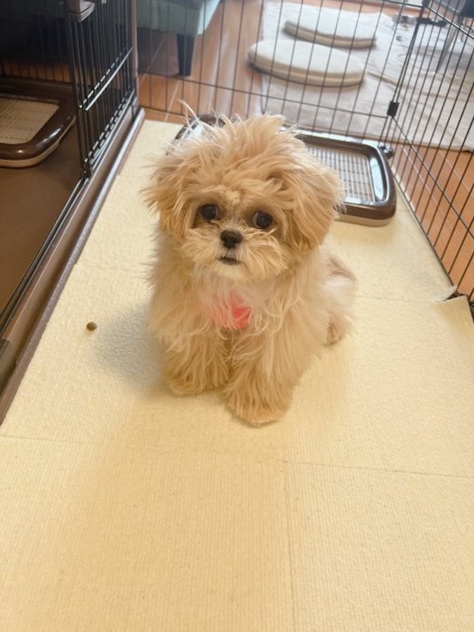 クセがすごい 寝起きのすっぴんみたいな子犬の顔に爆笑 ベッカムヘアみたい 目がしょぼしょぼ まいどなニュース