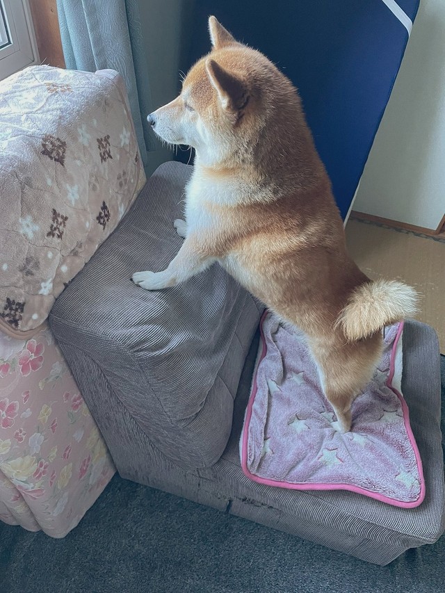 キリッ（画像提供：柴犬ハルさん）