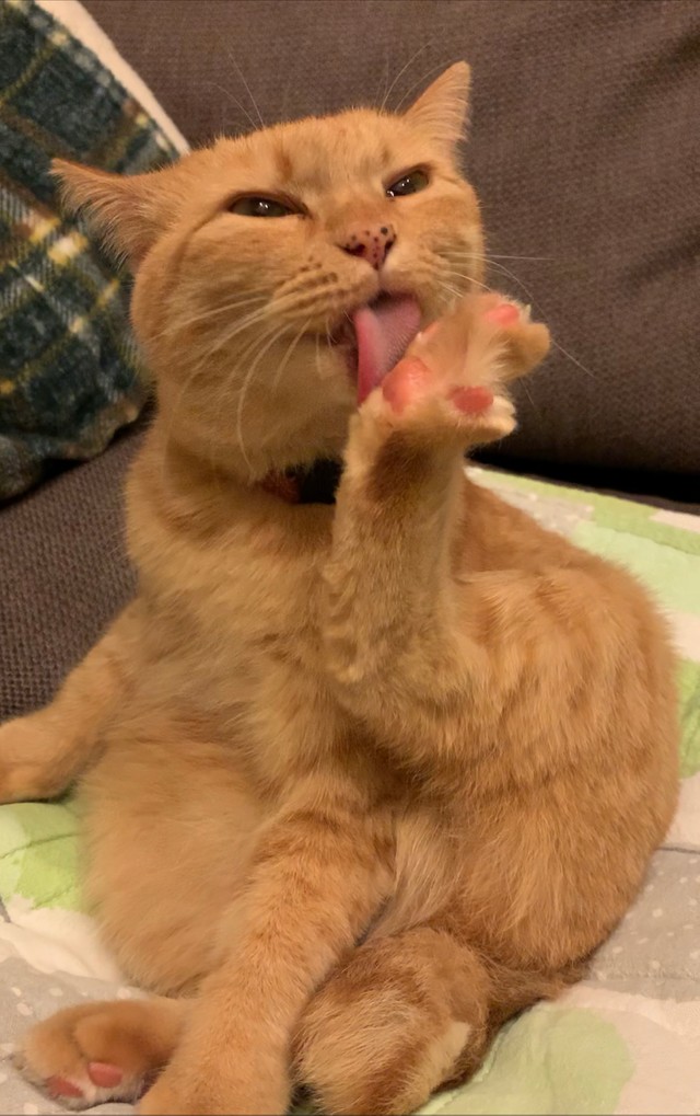 公園で遊んだ猫が 家までついてきて 玄関の前に座っている どうしよう 忠犬ハチ公のような猫の物語 まいどなニュース