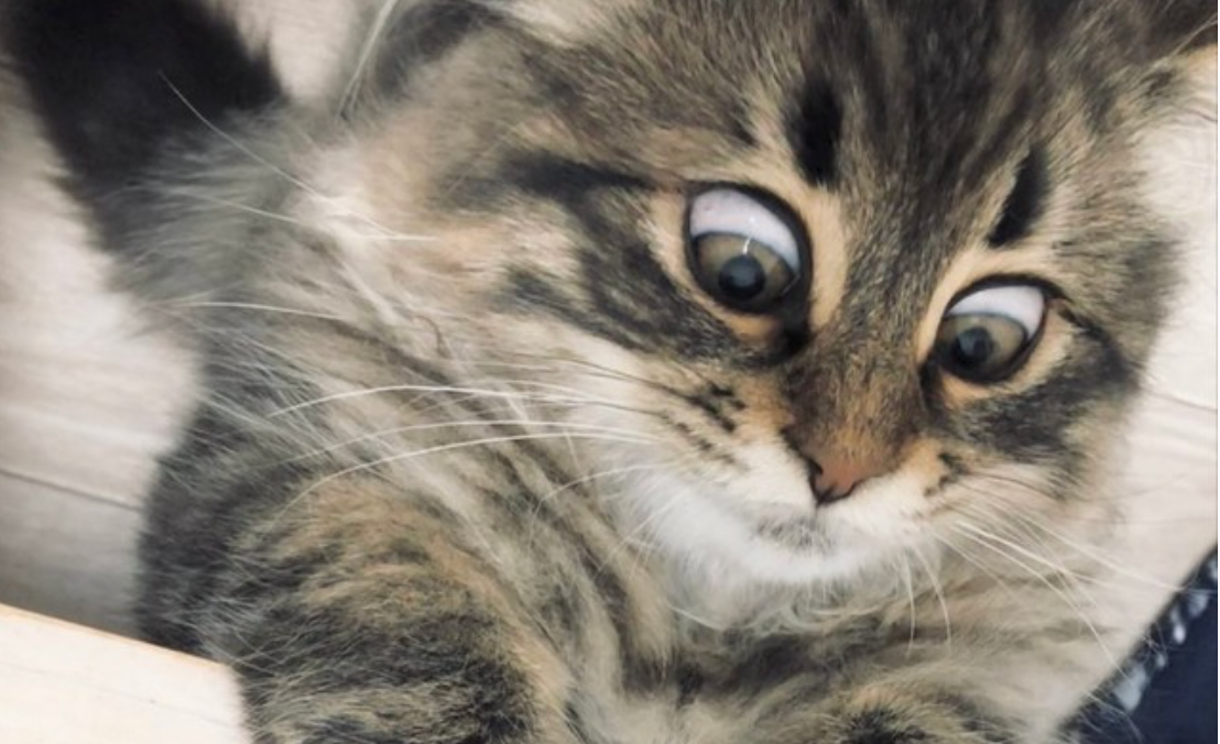 猫の 顔芸ベスト3 癖が強すぎる表情に10万人が爆笑 トムとジェリー 猫界の名優さん まいどなニュース