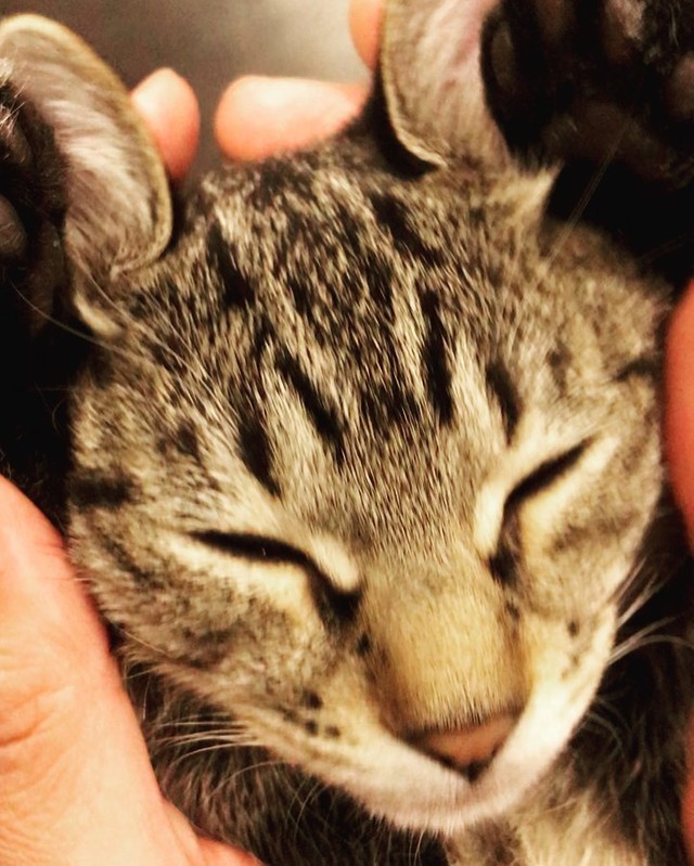 無責任なエサやりの結果生まれた子猫たちと 運命の出会い キラキラに輝く毎日を ありがとう まいどなニュース