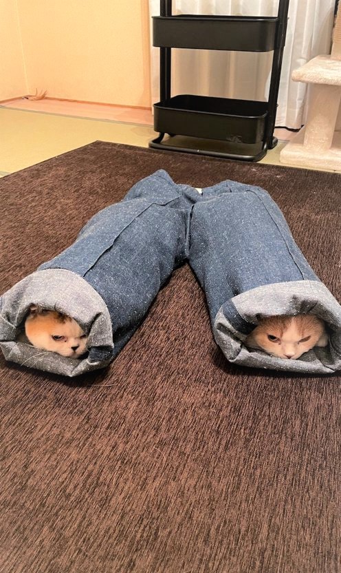 あんみつちゃん（左）もてんぷらくんと一緒にズボンの中に入った！（提供写真）