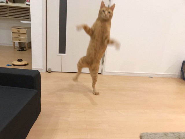 限界までカールする猫さんのヒゲが話題に 抜けたヒゲは家宝に ダリの生まれ変わり どうあがいても可愛い まいどなニュース